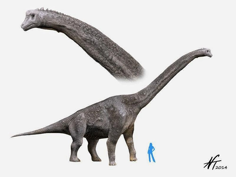 Giraffatitan_NT